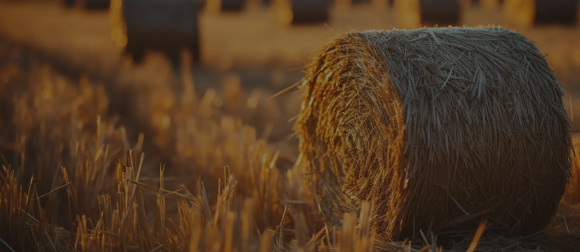 Hay bales background