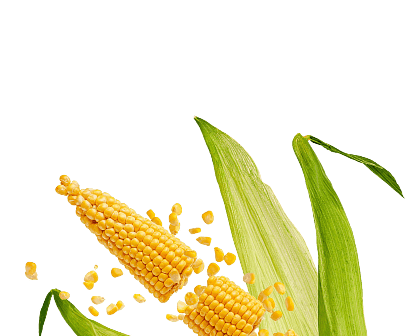 Corn efficiency stat graphic