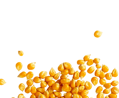Corn kernels growth stat graphic