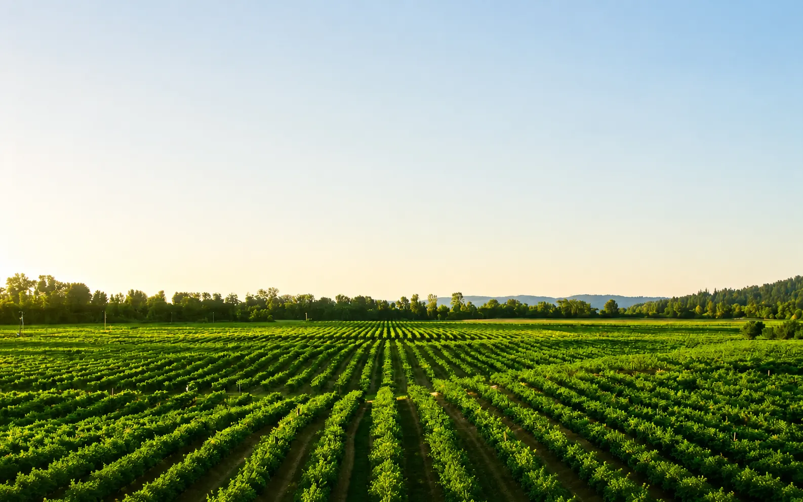 Agricultural Field Landscape